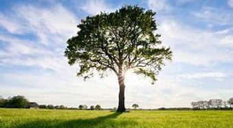 OIP tree of life cover.jpg