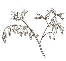 pacific bleeding heart plant