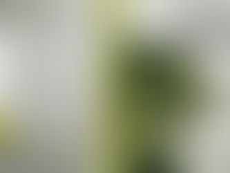 Book Review: 'The Withering Banyan' by Hyma Goparaju