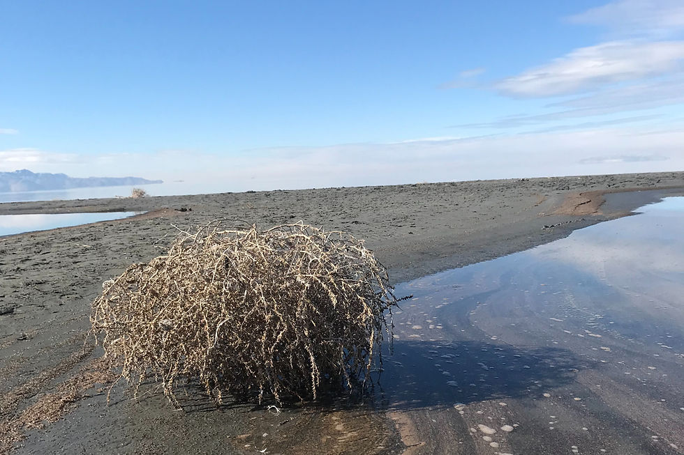 An image of the Great Salt Lake, present day, is displayed. There is a large tumbleweed sitting on land that was formally covered by water, while low water levels are present on either side of the plateau.