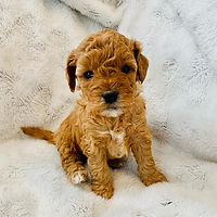 Dog Adoption Review, Cricket