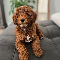 Dog Adoption Review, Goose