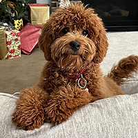 Dog Adoption Review, Dodger