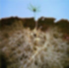 Mycorrhizal fungi greatly increases a trees absorption capacity