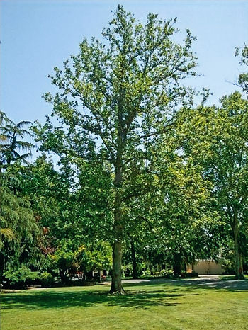 A well trained tree with good structure.