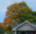 Sugar maple tree beginning to turn orange in early fall