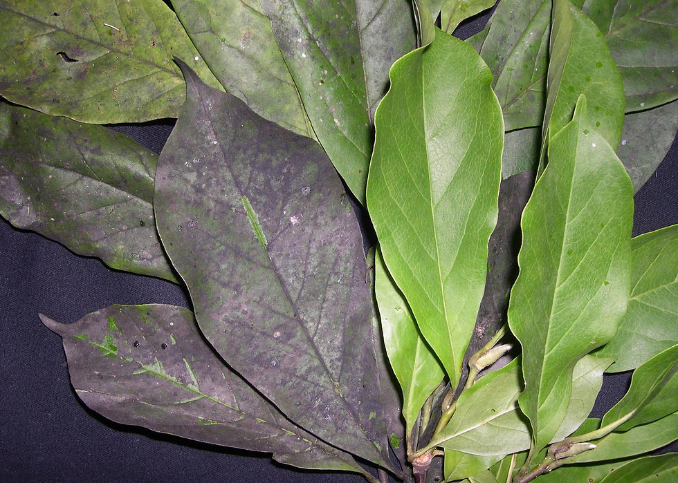 Black sooty mold on Magnolia leaves.