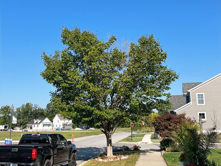 Spotting Early Signs of Tree Decline Before Winter