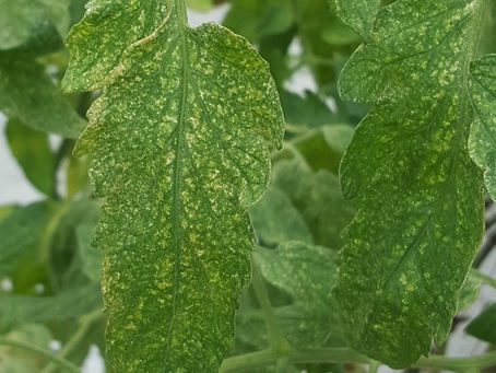Battling Spider Mites: Essential Tree Care Tips