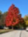 Large Norway Maple tree with bright red foliage in fall