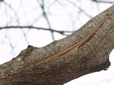Embrace Spring: Assessing Your Trees for Health and Safety