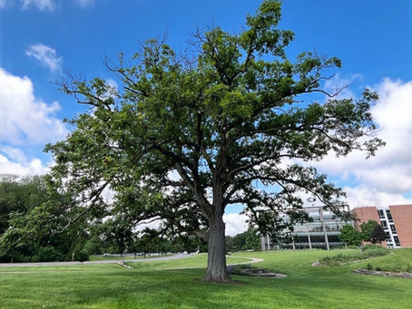 Why Are Oak Trees Declining in Northwest Indiana?