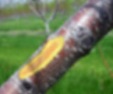 A Peach tree branch cut into to show discolored wood from cold injury due to late season pruning.
