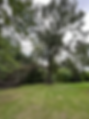 Large Oak tree with broken limb