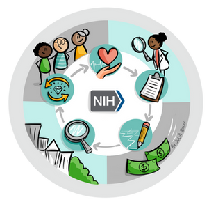 Clinical Research Cycle Illustration NIH