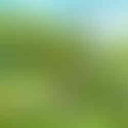 Graphic Facilitation - Scribing