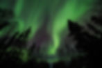 Northern lights glowing green and purple above spruce trees , with clear ight skies and autumn forest silhouettes