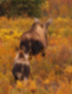 Mother moose and calf walking through colorful fall tundra in surrounded by golden and red autumn foliage.