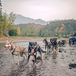 Alaskan sled dogs pulling a cart through a river during a Denali dog mushing tour in autumn.