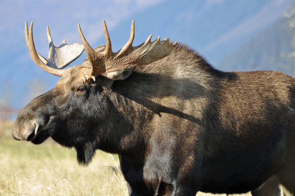 Close-up of a bull moose with large antlers standing in an open field in Alaska, state mammal and iconic wildlife species near Denali National Park.