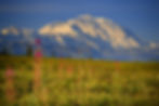 Majestic view of Denali mountain with snow-capped peaks and summer wildflowers in Alaska.