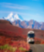 bus tour traveling through colorful fall tundra with Mount Denali’s snowy peak rising in the background on a clear day
