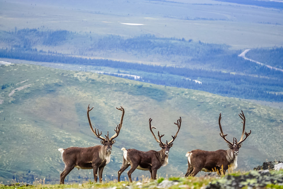 Three caribou with large antlers standing on a ridge in Denali National Park, Alaska, with panoramic tundra and mountain views in the background.