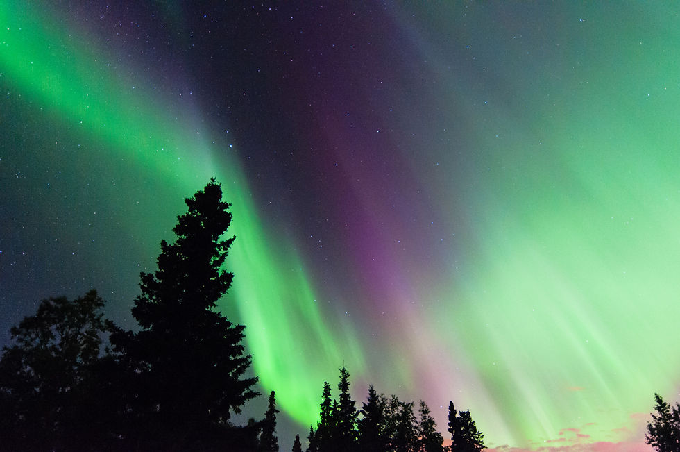Northern Lights (Aurora Borealis) glowing green and purple above spruce trees in Alaska night sky.