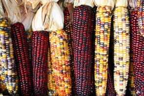A padronização alimentar e a cultura alimentar diversificada