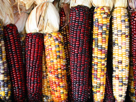 A padronização alimentar e a cultura alimentar diversificada