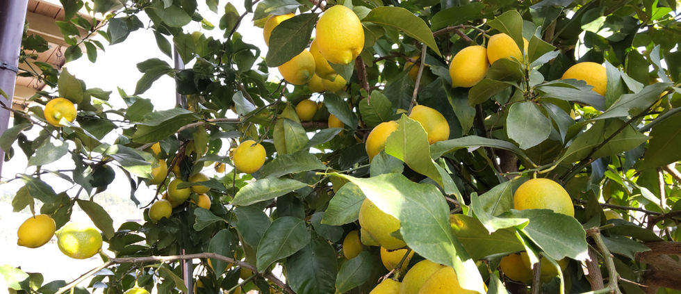 庭にレモンの実