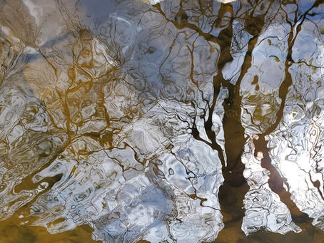 Reflection of bare tree branches and sunlight on rippling water, creating a distorted, dreamlike image