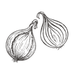 Cipolla