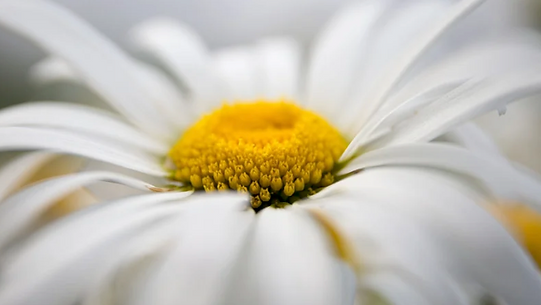 Chamomile up close