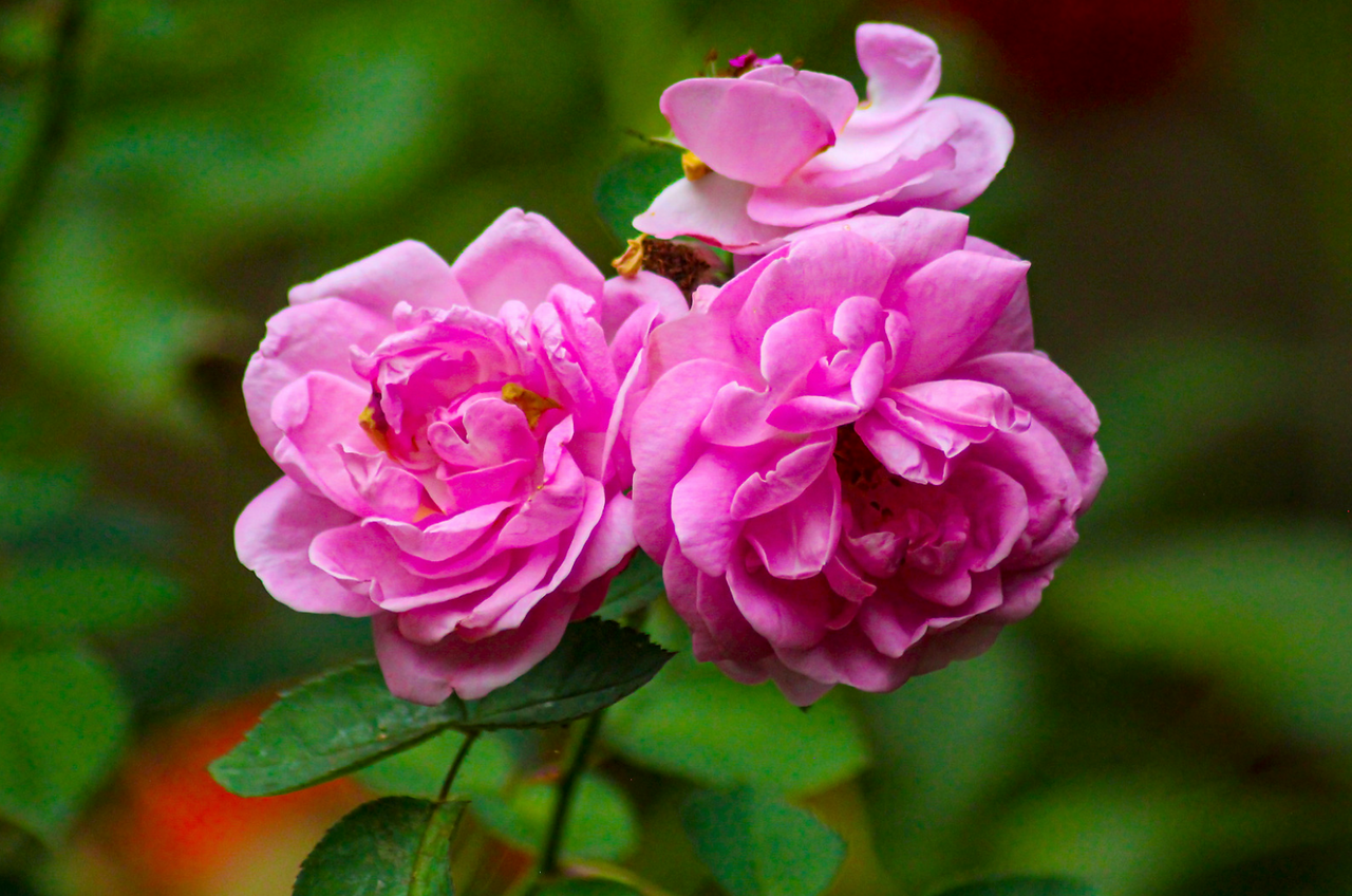 three pink roses