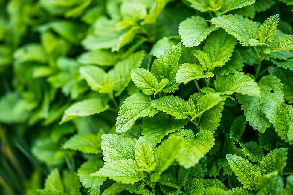 lemon balm leaves