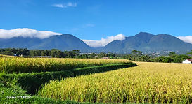 paysage de rizières de l'ile de Flores en Indonésie
