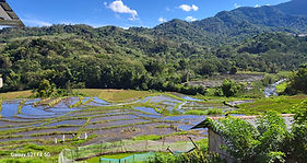 paysage de rizières de l'ile de Flores en Indonésie