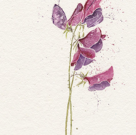 sally bamber-sweet pea in july-WEB.jpg