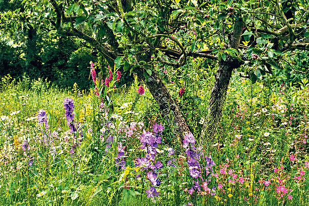 Gentle Endings Sunlit Wildflower Meadow Beneath an Ancient Tree.png