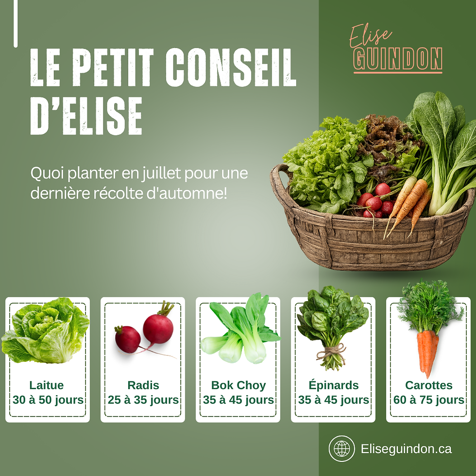 Jardin d'ete