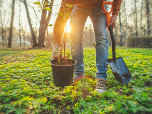 Planter un arbre: le jour de la terre
