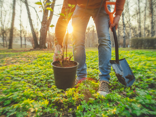 Planter un arbre: le jour de la terre 