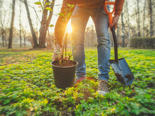 Planter un arbre: le jour de la terre