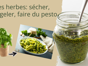 Fines herbes en surplus : comment sécher, congeler et faire du pesto (guide complet)