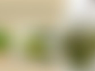 Fines herbes en surplus : comment sécher, congeler et faire du pesto (guide complet)