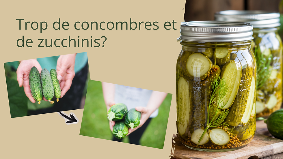 Trop de concombres et zucchinis?