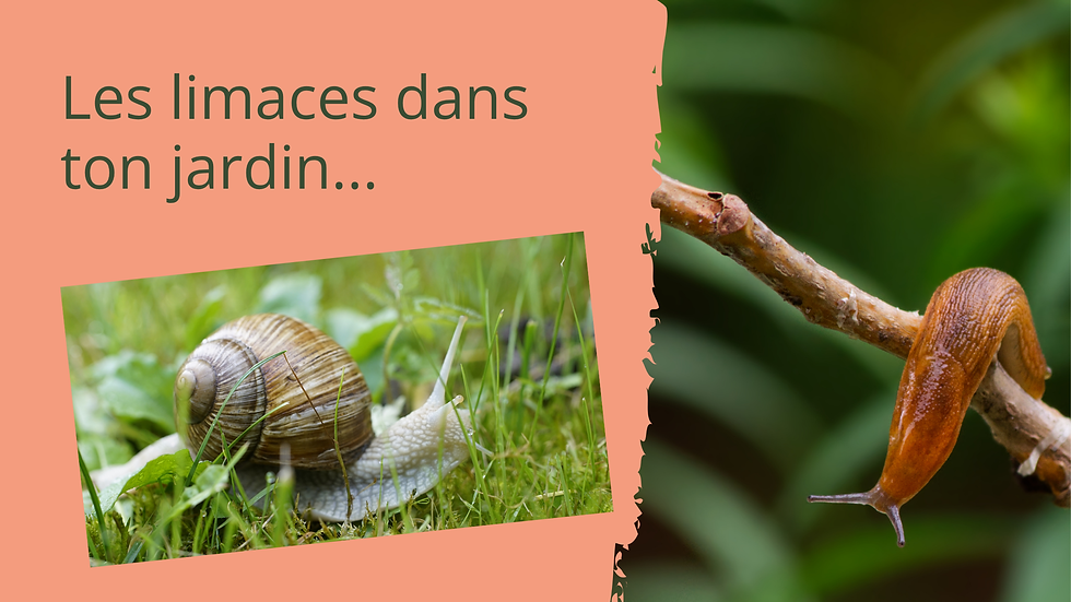 Les limaces dans le jardin - dégâts et comment s'en débarrasser