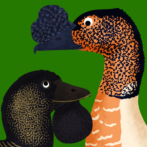 A bold childrens illustration of a comb duck and a musk duck looking at one-another.