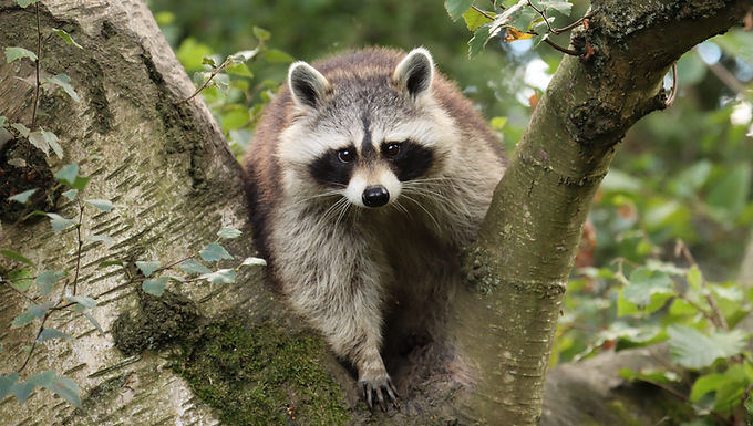 Raccoon
